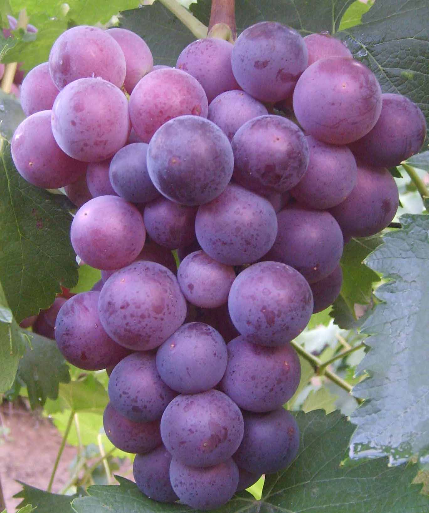 供应南方葡萄苗中心 玉林红提苗 1号葡萄 茂名提子苗 黑提 四季葡萄新品种