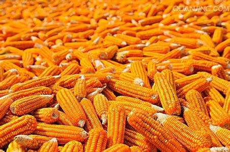 齐齐哈尔玉米粗粮找哪家 _黑龙江大庆市优质干玉米供应销售价格