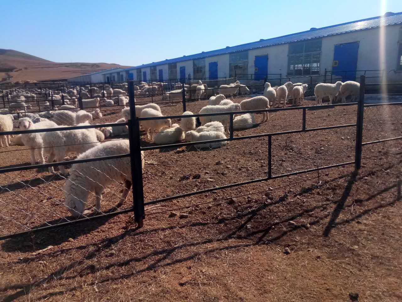 内蒙古肉羊养殖价格