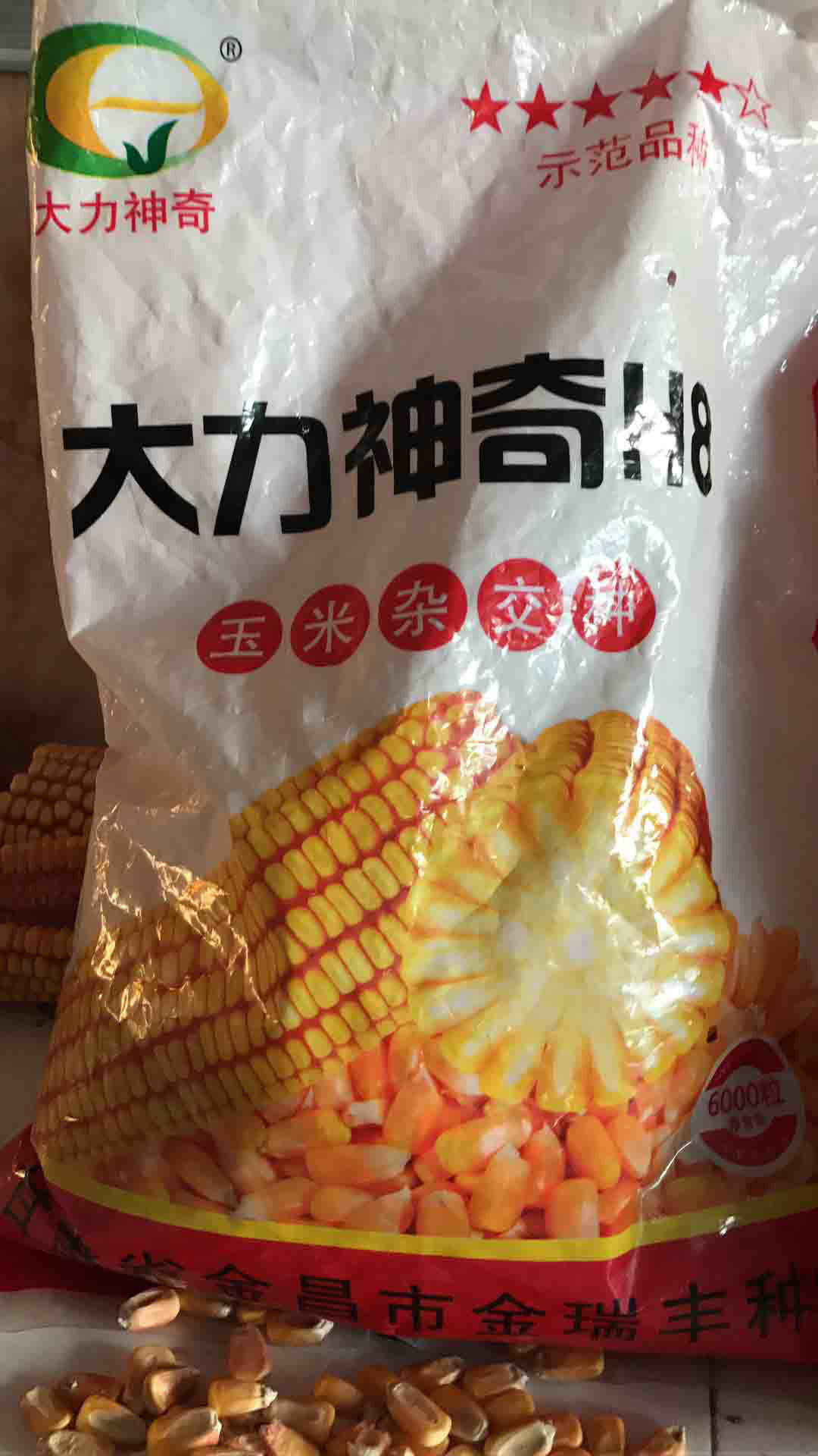 黑龙江大庆玉米种子批发供应商-黄金玉米粒怎么做