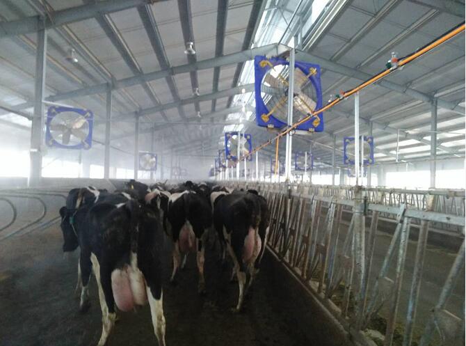 绥芬河西门塔尔牛养殖 优良品种进口奶牛饲养基地