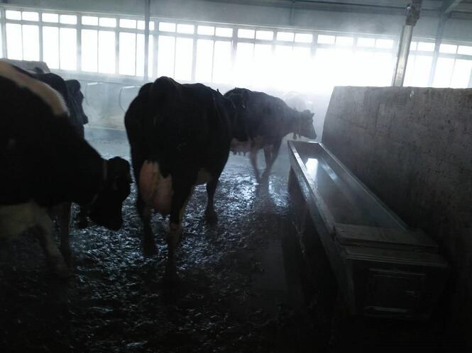 绥芬河西门塔尔牛价格 东北专业奶牛养殖技术