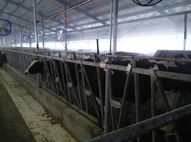 绥芬河正宗西门达尔奶牛饲养 原奶供应价格 营养原奶