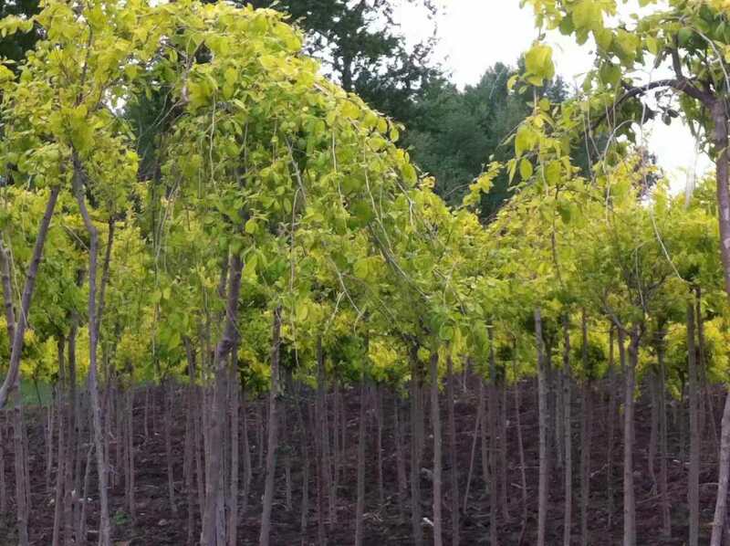 七台河苗木基地常年热销垂柳 优良垂柳苗木现货 成活率高