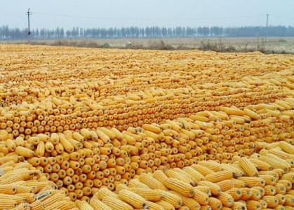 依安县玉米种植销售厂家