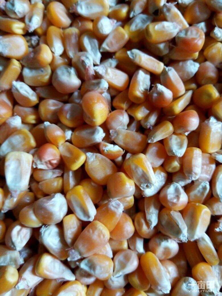 林口玉米种植合作社**玉米销售 农家自产自销玉米现货