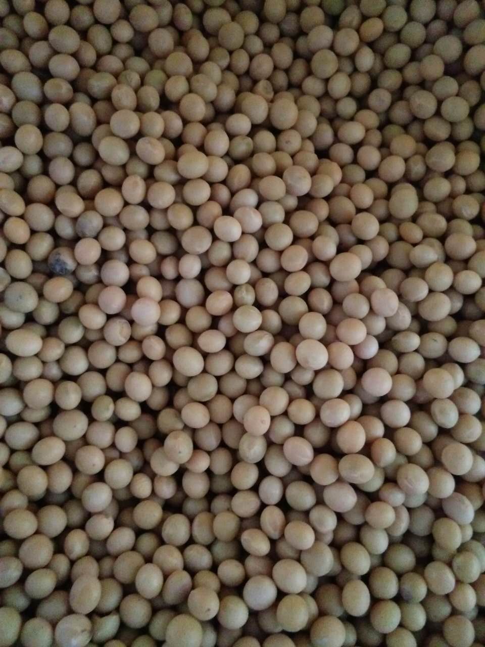 牡丹江黄豆种植基地在哪 非转基因黄豆 无添加黄豆长期供应