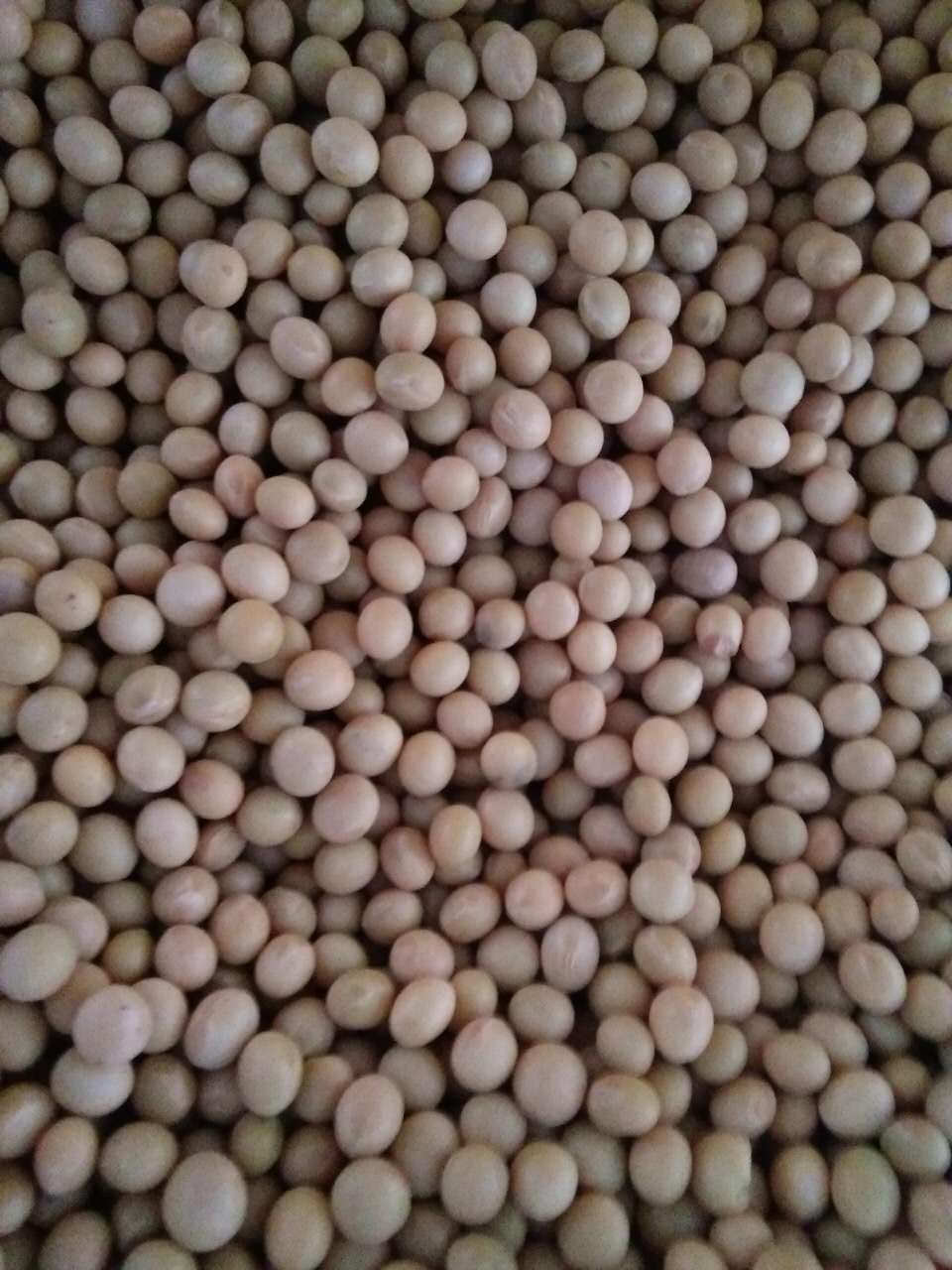 林口粮食种植合作社绿色黄豆 原产地直供高蛋白优质大豆