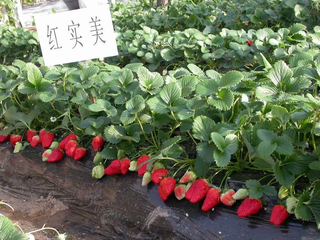河南草莓苗子价格在价格一颗