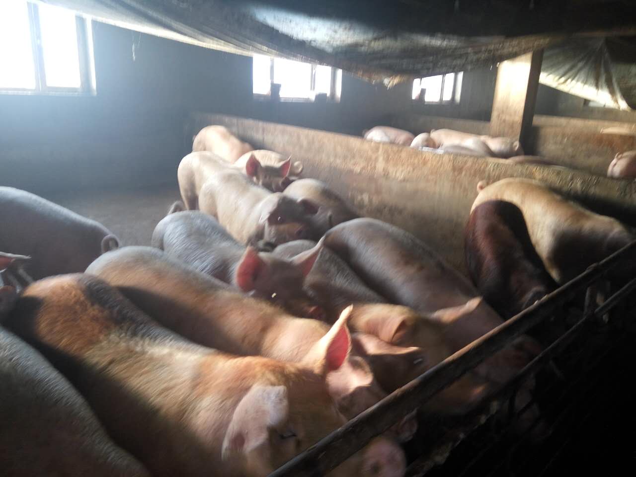 黑龙江大庆市生猪养殖找哪家，黑龙江大庆市生猪批发供应销售