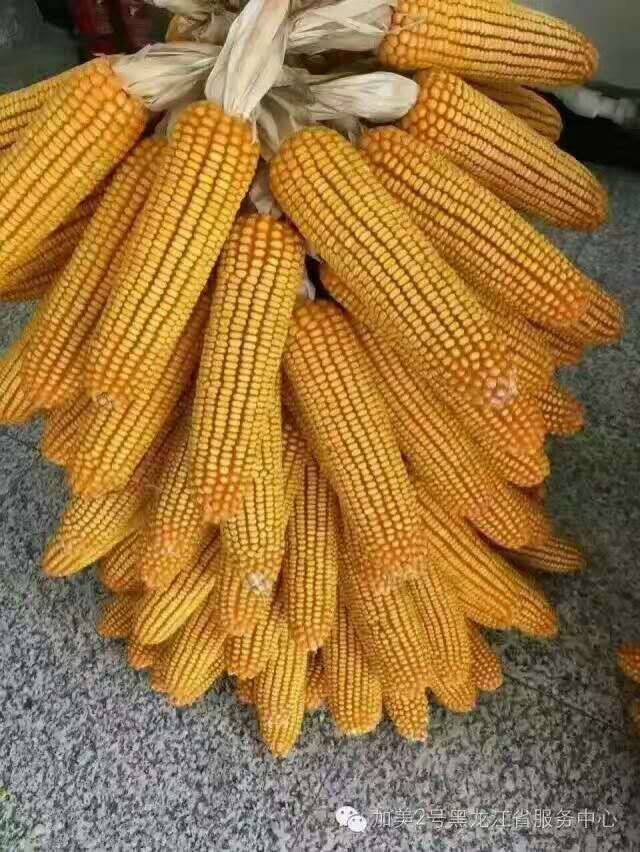 绥化安达玉米种子批发供应_黑龙江绥化信玉68玉米种子供应销售