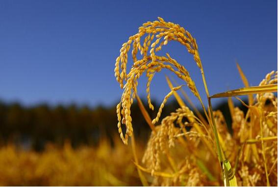 哈尔滨正宗农家水稻种植销售 延寿大型水稻专业种植技术