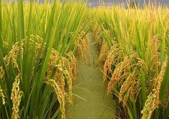 厂家直销绿色水稻 自产自销水稻现货 哈尔滨水稻种植合作社 订购电话