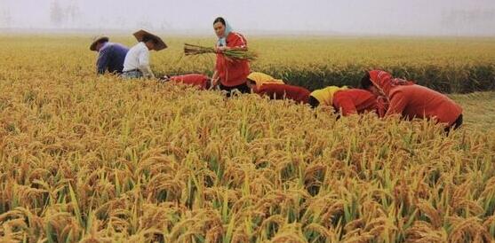 2017年哈尔滨水稻价格多少 延寿*水稻厂家 长期供货