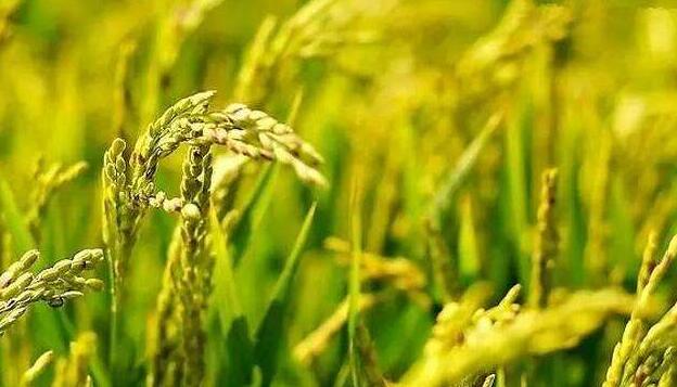 哈尔滨原产地直供**水稻 延寿合作社水稻种植厂家 无添加