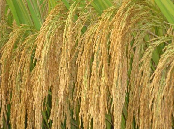 梅河口水稻种植农场水稻稻谷 优质特级水稻稻谷出售