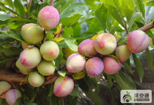 大量出售吉林占地苗，有枸杞苗，黄菠萝苗，3-7年大葡萄树