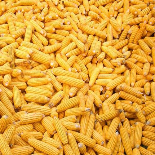 黑龙江大庆市玉米供应找哪家 _吃玉米有什么好处