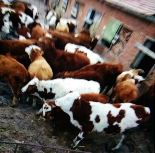 宁安黄牛养殖繁育基地在哪 买黄牛到哪儿买好