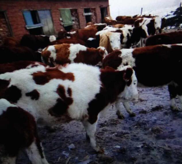宁安黄牛饲养基地低价直供 黄牛饲养管理技术学习