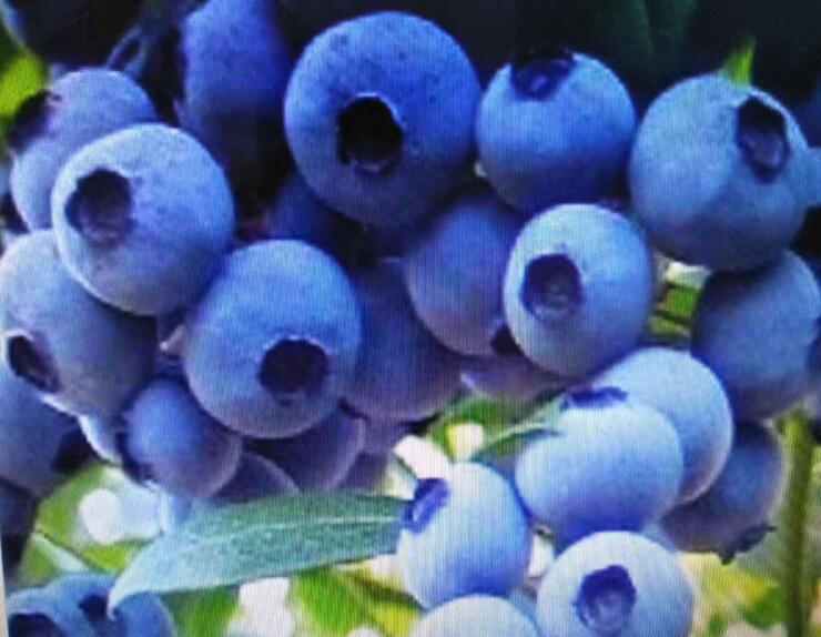 吉林蓝莓种植基地高品质蓝莓出售 无添加蓝莓批发价格