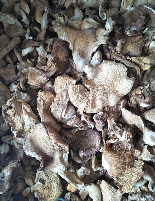 农家自产食用菌冻蘑平菇干货批发市场 供应抚远县蘑菇当地精选蘑菇
