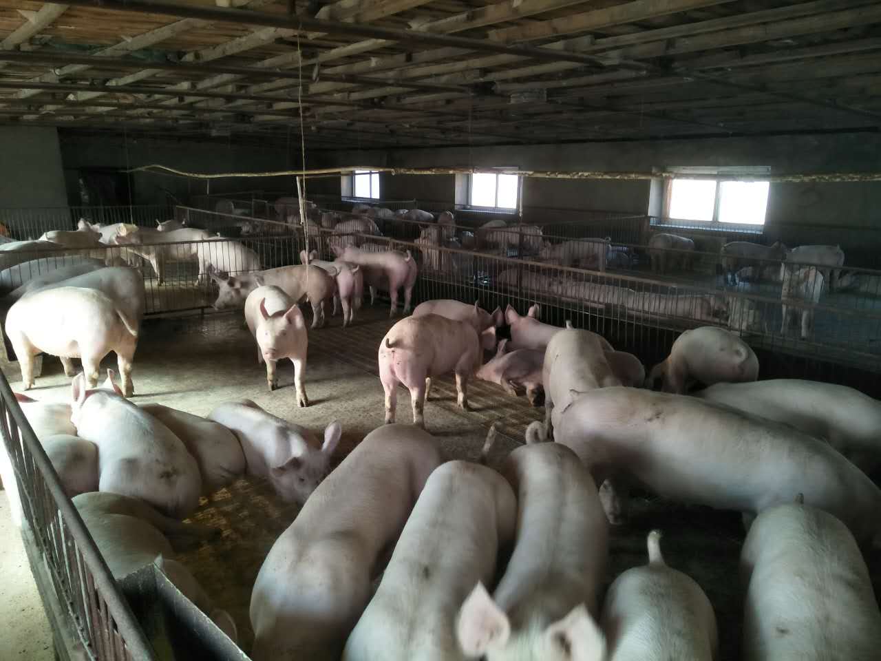 满洲里肉猪养殖场价格