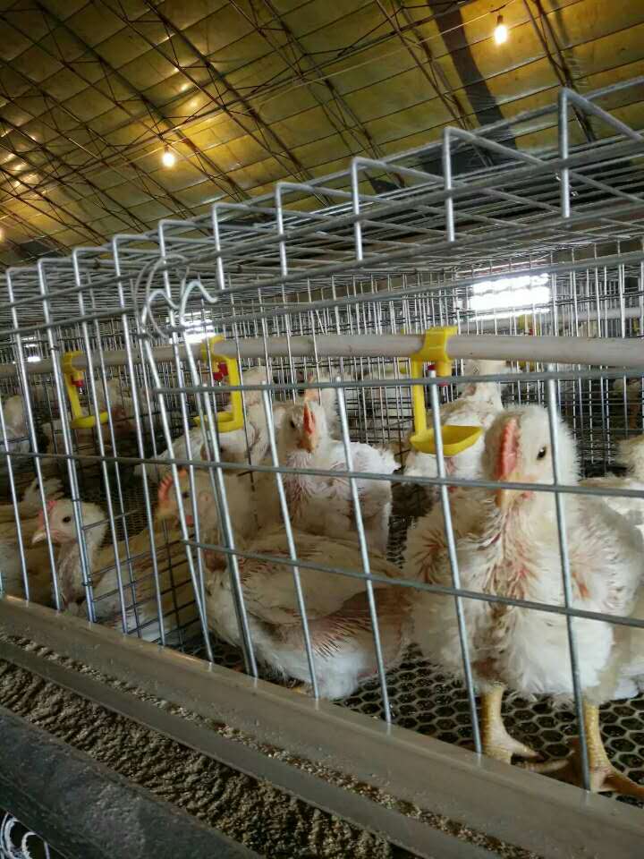 珲春养殖合作社白羽肉鸡出售 白羽肉鸡品种鸡苗订购