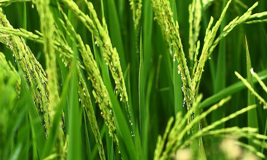黑龙江大庆东北稻米找哪家 _东北大米的主要产地！东北稻米的品质如何