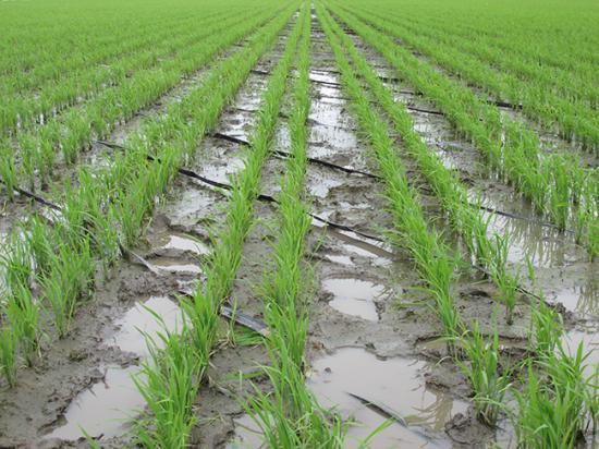 黑龙江大庆优质东北大米批发销售_水稻的种植分布