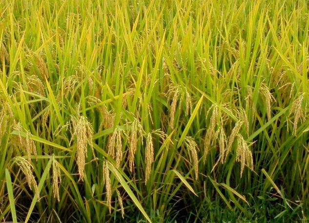 黑龙江省大庆市水稻供应销售_水稻有哪些营养价值