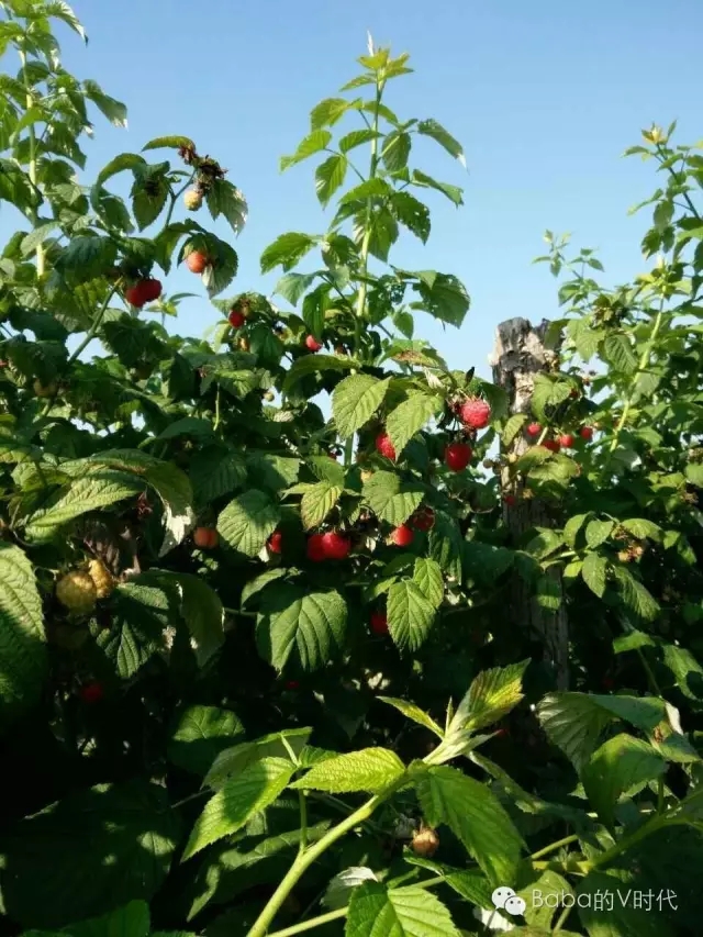 哈尔滨基地批发正宗红树莓 优质品种红树莓批发价格