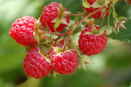 黑龙江保健水果红树莓原产地直供 哈尔滨**树莓现货