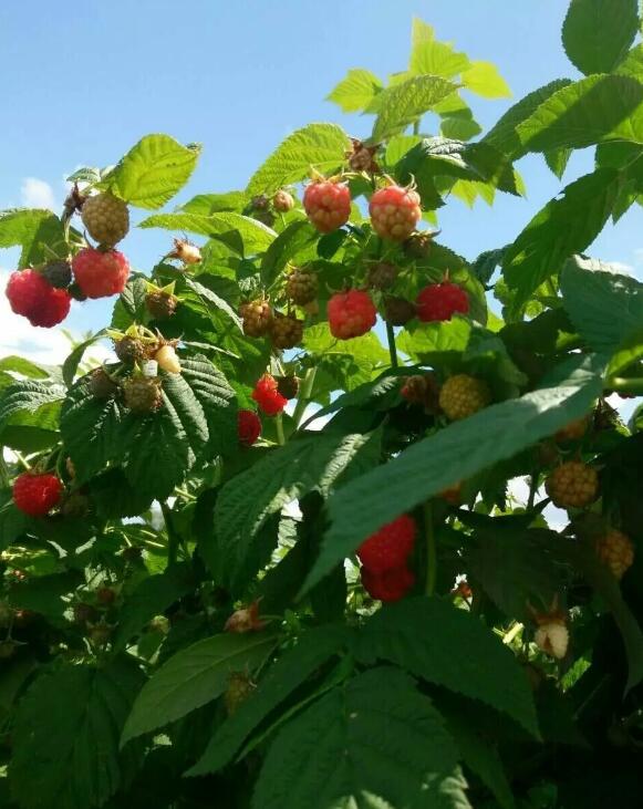 尚志优质红树莓 源头采摘 红树莓之乡直供营养红树莓