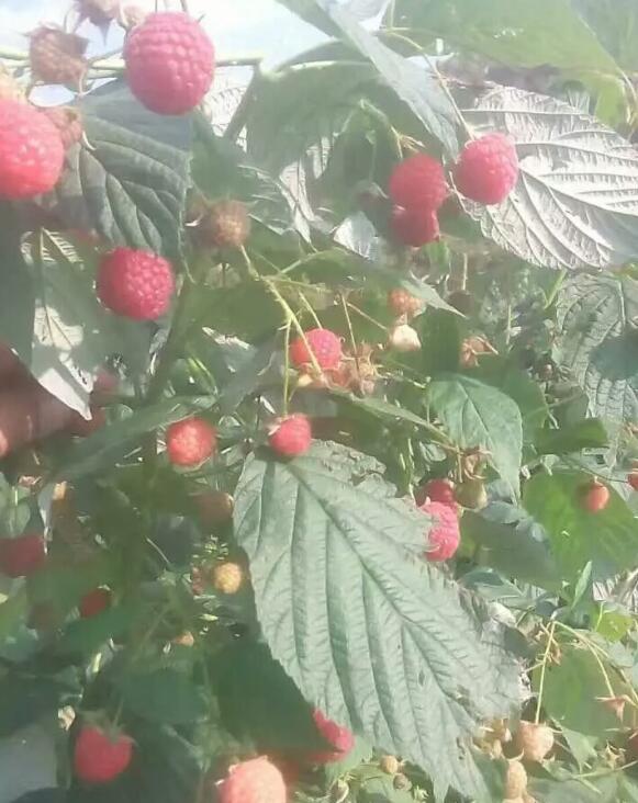 供应东北特产红树莓 美容佳品 尚志无添加红树莓零售批发市场