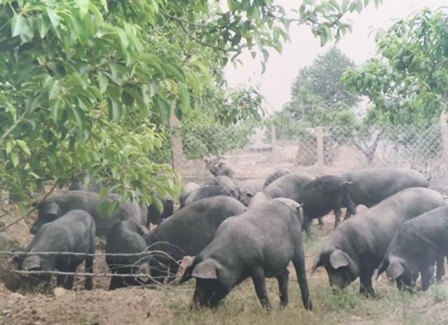 通河优良品种黑猪养殖基地 哈尔滨散养黑猪饲养厂家