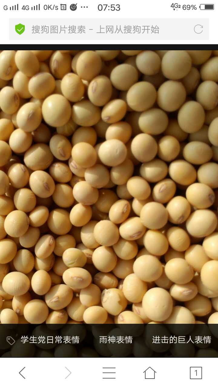 黑龙江黑河市精品黄豆价格 _黄豆的营养价值与作用