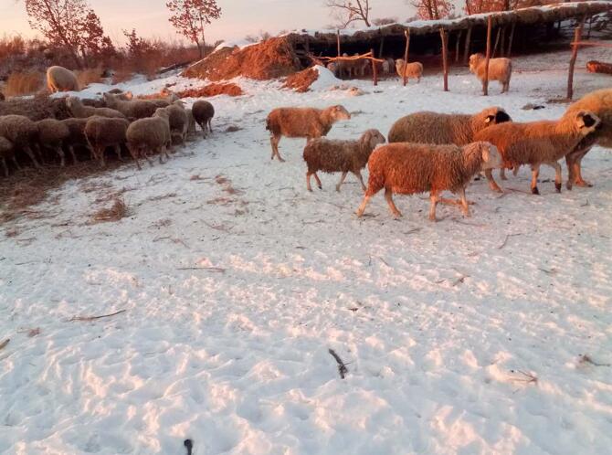 供应东北特产同江绵羊 佳木斯农家散养绵羊 品质保证