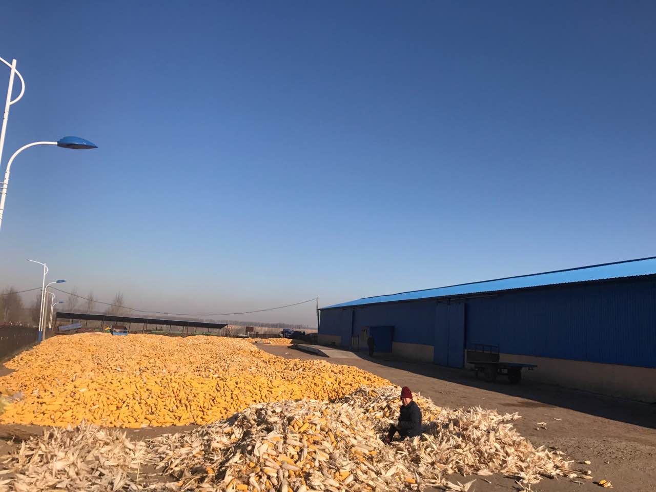 黑龙江省黑河市玉米批发供应_玉米能干什么 玉米的用途