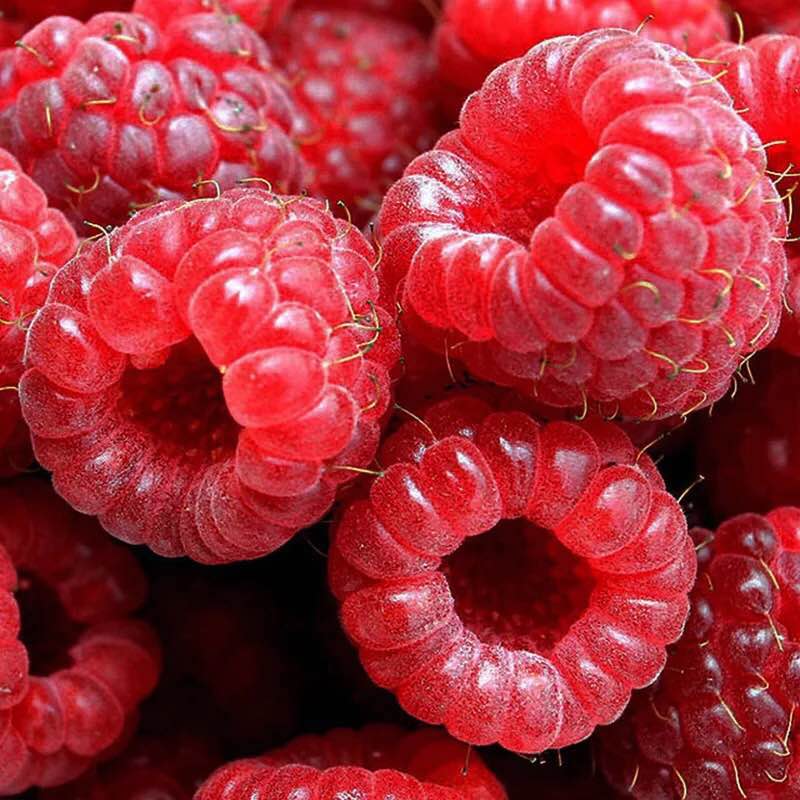 黑龙江省绥化市优质树莓批发销售_树莓应该怎么吃