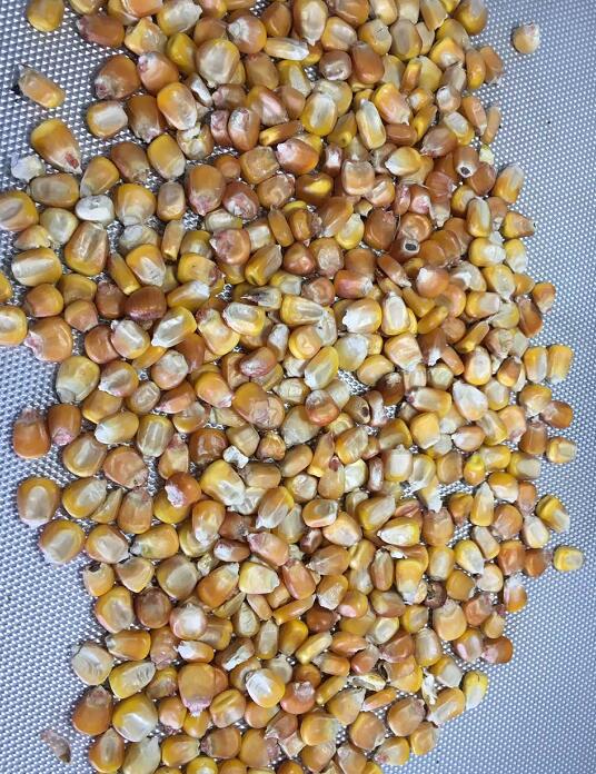 海林粮贸低价直供优质精选玉米 原产地直供玉米价格