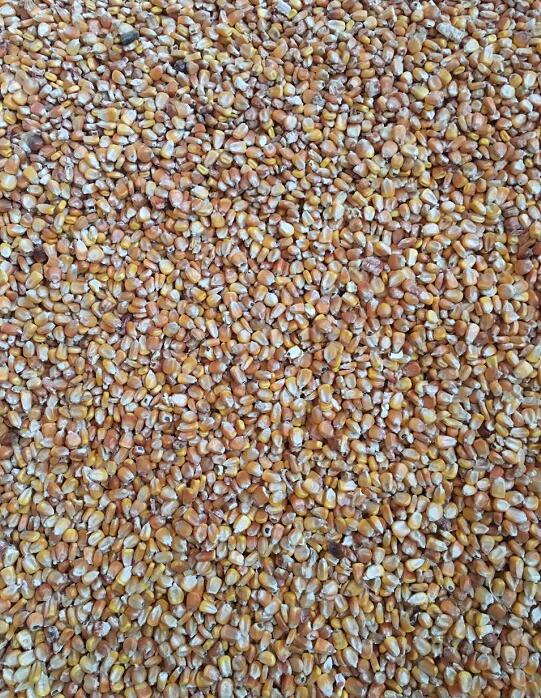 海林粮贸2017年玉米订购 农家自产玉米收购销售