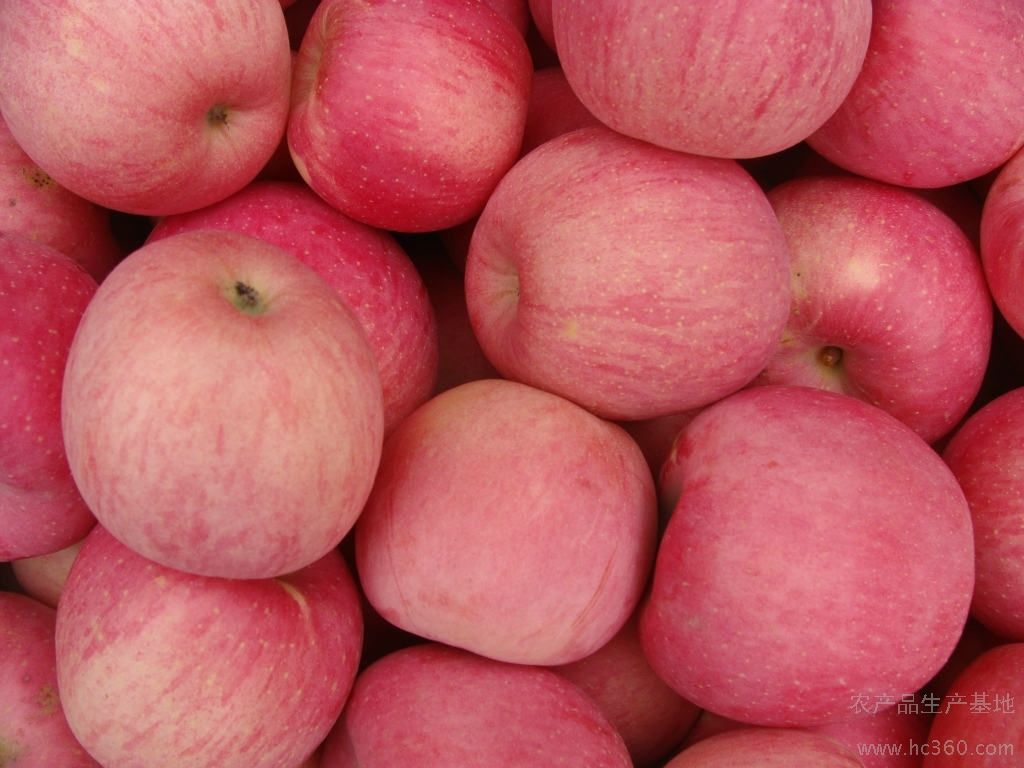 2107洛川红富士苹果产地直销 延安洛川苹果 luochuanapple