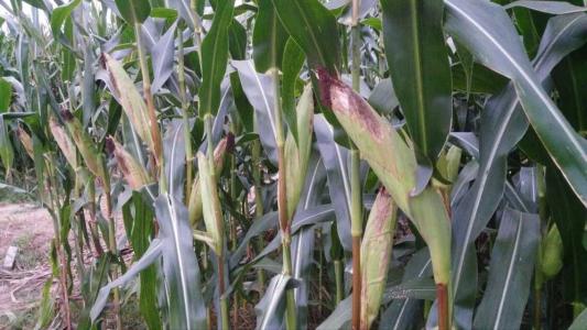 延边供应优质玉米 安图农场**玉米大量现货 原产地直供