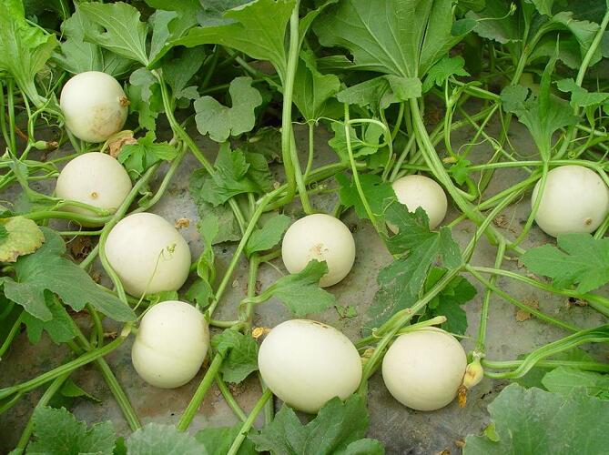 安图大型白甜瓜种植 农家新鲜采摘香瓜 东北特甜香瓜