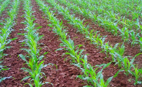 安图大型玉米种植基地 原产地直销优质玉米现货 品质保证