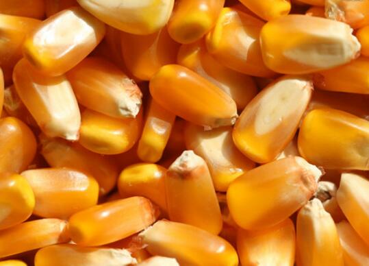 厂家直销正宗东北农家自种玉米 密山玉米种植中心低价直供