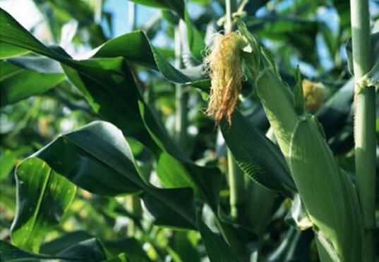 东北特产黑龙江玉米现货供应 密山玉米种植基地供货