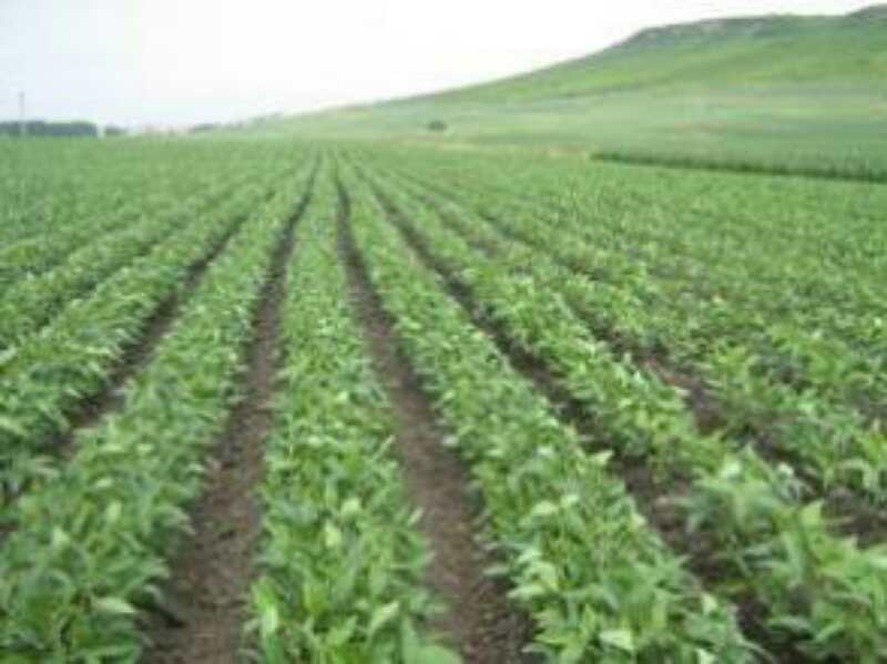 黑龙江大庆玉米供应价格_食用玉米与饲用玉米的区别有哪些