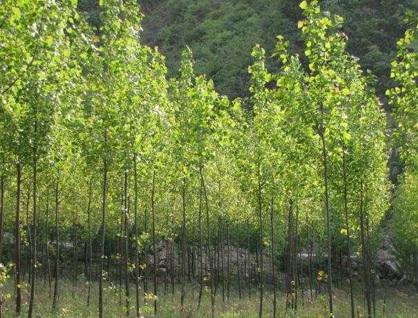 鸡西原产地直供杨树苗 绿化优质品种杨树 已成活 价格好